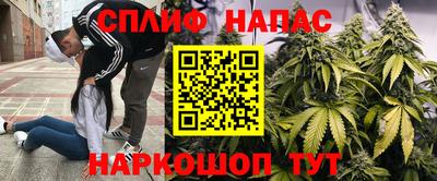 сатива Новокубанск